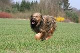 BRIARD 160